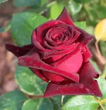Baccara 120601.webp