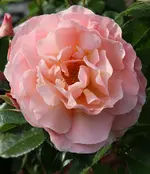 Marie Curie 120601.webp