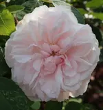 blassrosa Rose 120601.webp