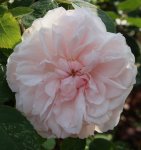 blassrosa Rose 120601.jpg