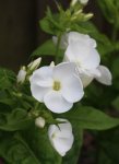 weisser Phlox.jpg