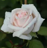 Helena 120601.webp