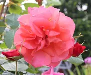 Westerland 120601.webp