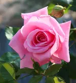 Coral Dawn 120601.webp