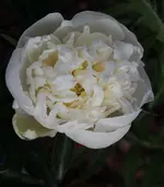 weisse Pfingstrose.webp