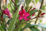 Oleander 120601.jpg