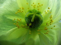 gelber mohn.webp