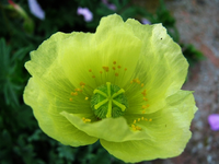 gelber mohn_.webp