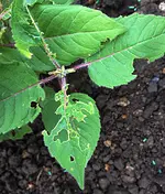 monarda.webp