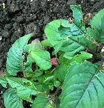 monarda2.webp
