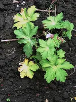 geranium.webp