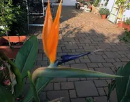 streli2.webp