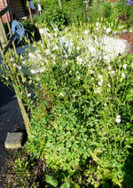 aaP1090608.webp