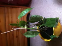 Foto 1.webp