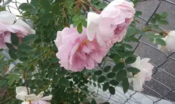 2012-06-02 10.13.00.webp