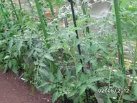 BILD0206.webp