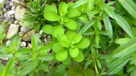 DSCN3004.webp