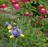bunte Margerite und Iris_mini.webp