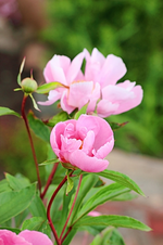 Pfingstrose blüht_smaller.webp