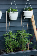 Tomaten in Freilandhaltung_mini.webp