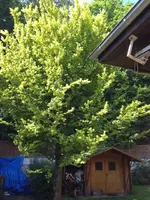 Baum1.webp