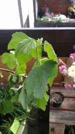 IMAG0053.webp