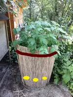 Kartoffeln Schema.webp