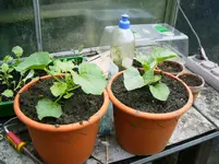 PICT0129.webp