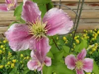 010.webp