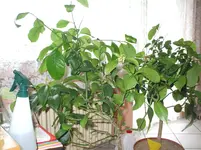 DSCF0217.webp
