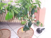 DSCF0219.webp