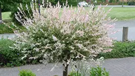 K800_Allerlei 2012 162.webp