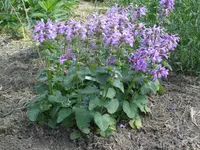DSCI0465.webp
