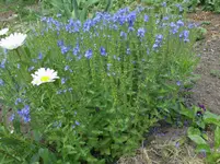 DSCI0466.webp