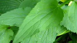 DSCN3014.webp