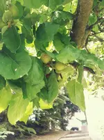 20120602173903.webp