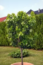 157.webp