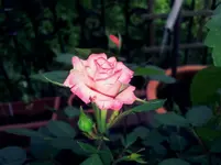 20120602174942.webp
