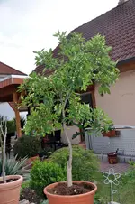 161.webp