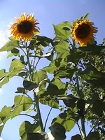 DSC00014.webp