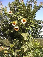 Gartensonnenblumebaum.webp