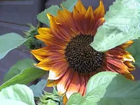 Gartensonnenblume1.webp
