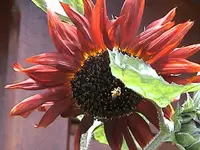 Gartensonnenblume2.webp
