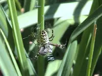 Gartenwespenspinne1.webp