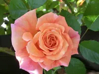 CIMG0255.webp