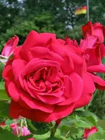 CIMG0261.webp