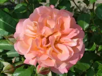 CIMG0259.webp