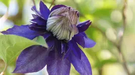 Multi Blue.webp