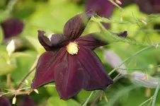 vit.Black Prince.webp