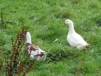 Copy of IMG_1560v.webp